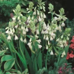 Galtonia Candicans Bulbs Common Name: Summer Hyacinth, Berg Lily