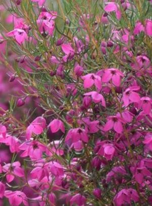 Boronia Magenta Stars 15cm Pot