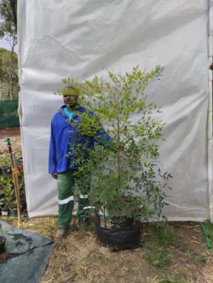 Nandina Domestica 70lt