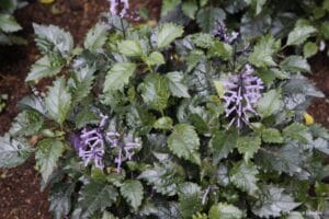 Plectranthus Mona Lavender