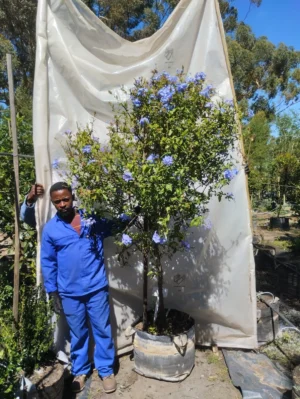 Plumbago Auriculata Blue 'Lollipop' 70lt