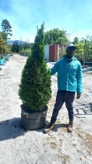 Thuja Occidentalis 'Smaragd' 70lt