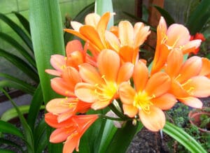 Clivia Miniata Orange 10lt