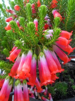 Erica Regia 15cm Pot