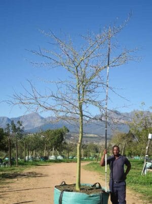 Vachellia Xanthophloea 1000lt