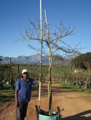 Vachellia Xanthophloea 200lt