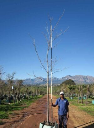 Carya illinoinensis (Pecan nut) 200lt Tree