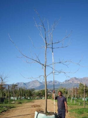 Carya illinoinensis (Pecan Nut) 1000lt