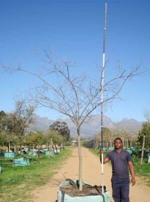 Celtis Africana 1000lt Tree