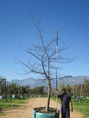 Celtis Sinensis 1000lt Tree