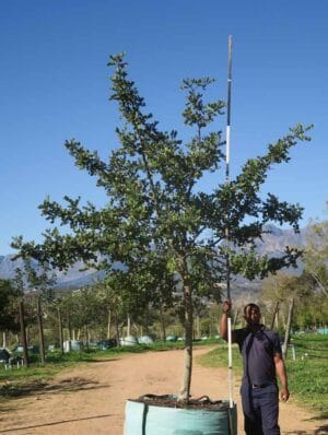 Ceratonia Siliqua 1000lt Common Name: Carob Tree, Locust Tree