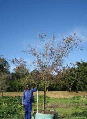 Combretum Erythrophyllum 1000lt