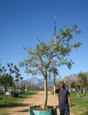 Erythrina caffra (Coastal Coral Tree)