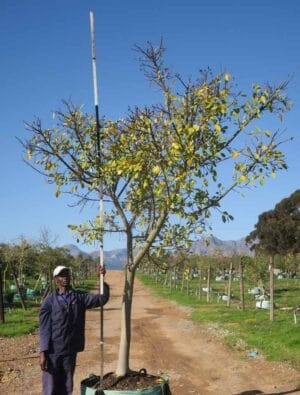 Ficus Natalensis 400lt