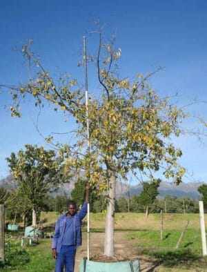 Ficus Natalensis 1000lt