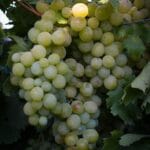 Grape Vine Hannepoot White 10lt