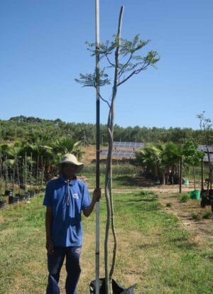 Jacaranda Mimosifolia 40lt