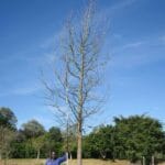 Liquidambar Styraciflua 1000lt