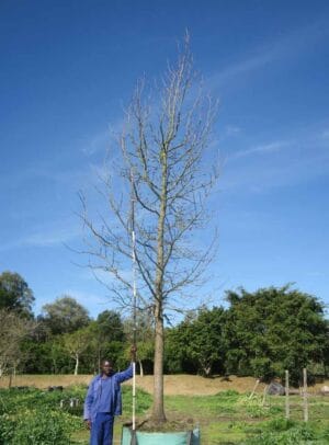 Liquidambar Styraciflua 1000lt