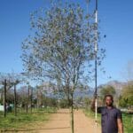 Olea Africana 1000lt