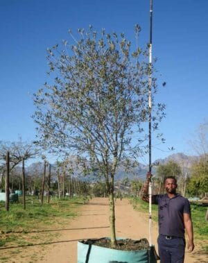 Olea Africana 1000lt