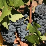 Grape Vine Pinotage 10lt