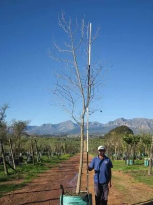 Platanus Acerifolia 200lt