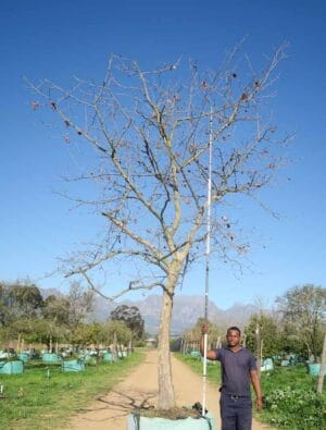 Platanus Acerifolia 1000lt