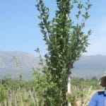 Populus Simonii 40lt (poplar Tree)