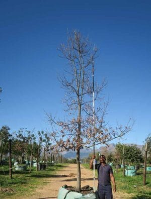 Quercus cerris (Turkish Oak)