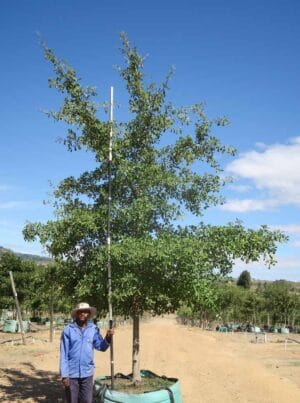 Quercus nigra (Water Oak)