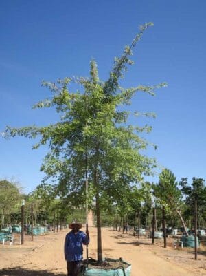 Quercus palustris (Pin Oak)