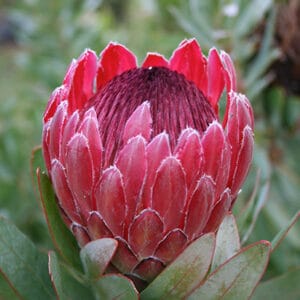 Protea Sharonet 15cm Pot