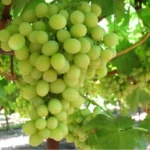 Grape Vine Sultana 10lt