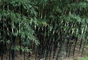 Phyllostachys Nigra 20lt (Black Bamboo)