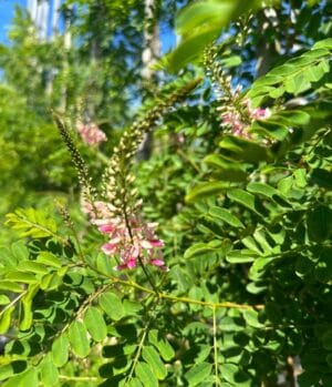 Indigofera Frutescens 40lt - Image 2