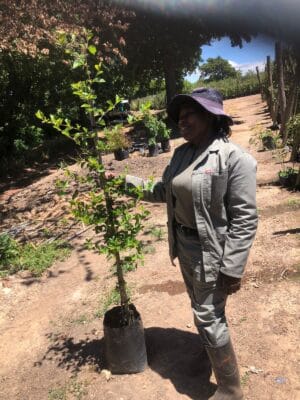 Grewia Occidentalis 25lt Pot