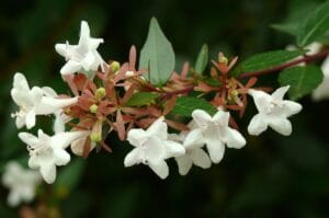 Abelia Grandiflora 12cm Pot