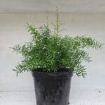 Asparagus Densiflorus Mazeppa 12cm Pot