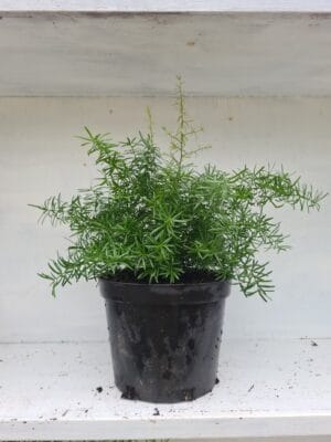 Asparagus Densiflorus Mazeppa 12cm Pot