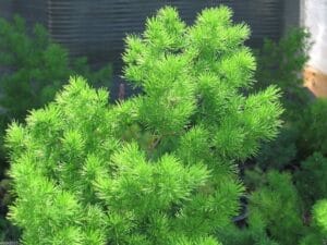 Asparagus Densiflorus Red Flag 12cm Pot