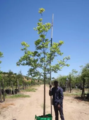 Carya illinoinensis (Pecan nut) 100lt Tree