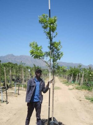 Carya illinoinensis (Pecan nut) 40lt