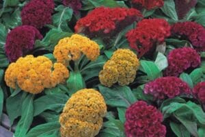 Celosia 'Armor Mix' 4 Pack