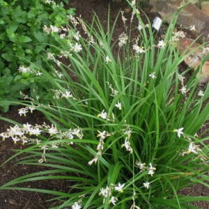 Chlorophytum Saundersiae 12cm Pot