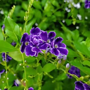 Duranta Sapphire Showers 12cm Pot