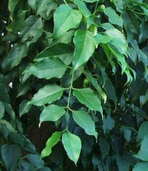 Halleria Lucida Small Leaf 12cm Pot