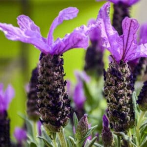 Lavender Dentata 'Royal Crown' 15cm Pot