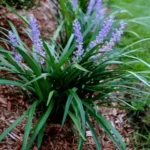 Liriope Muscari 'Evergreen Giant' 17cm Pot