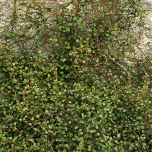 Muehlenbeckia Complexa 12cm Pot